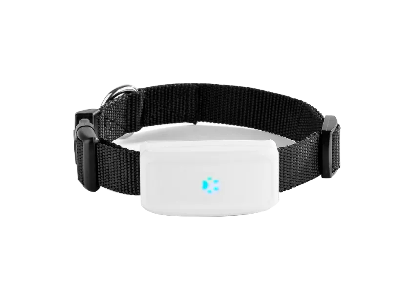 Photo inspiration: Small Animal Gps Tracking Device Reviews Reference: Juneo Tk911 Collar Animal Gps Tracker
